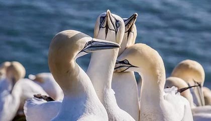 离岸人民币债券回购业务:8月25日启动,交易超30亿