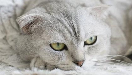 天弘恒生科技指数(QDII)C连续5个交易日下跌,区间累计跌幅4.1%