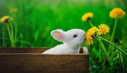 长沙上半年“数字人民币+税务”场景交易2251笔,金额近12亿元