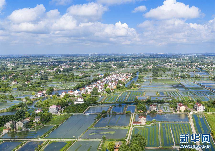 安徽当涂:夏日水乡新画卷