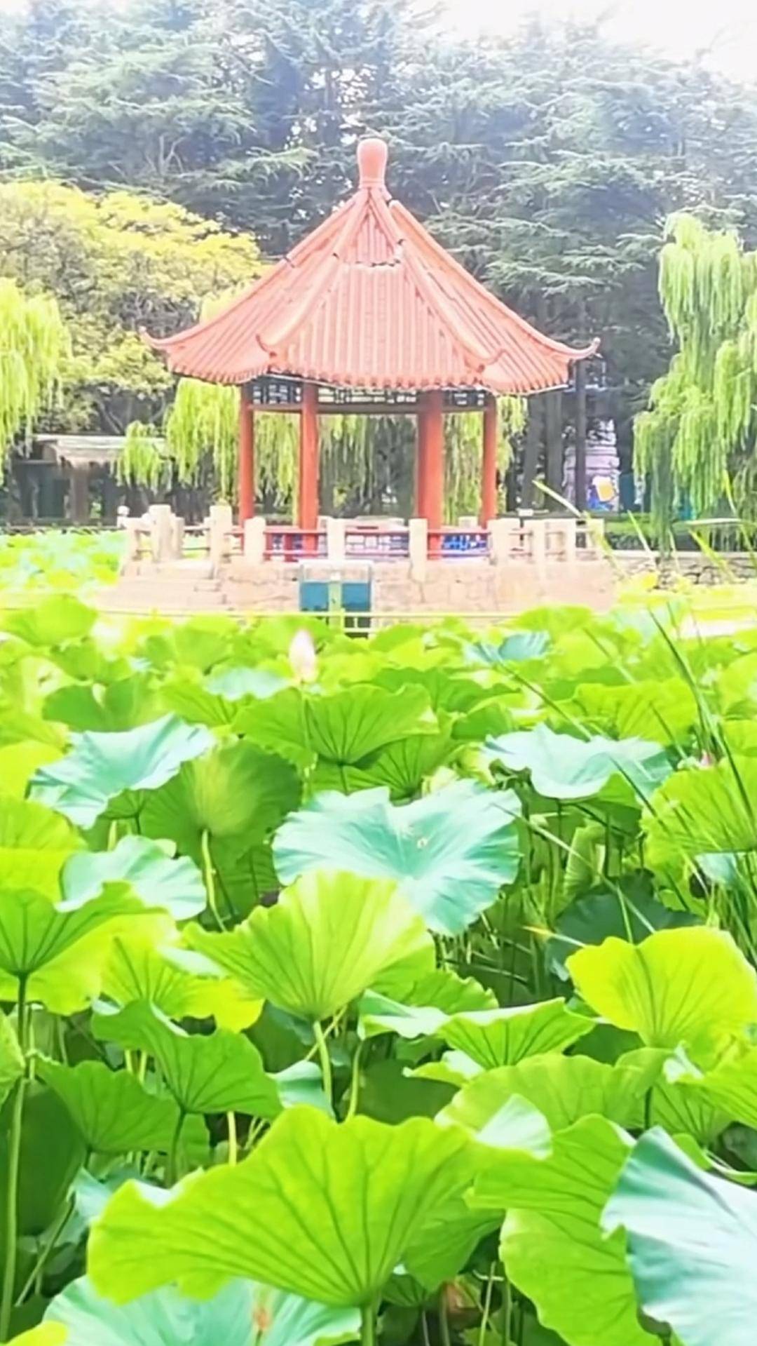 青岛中山公园一凉亭突然倒塌:一年前刚完成修缮,园方称无伤亡原因待查