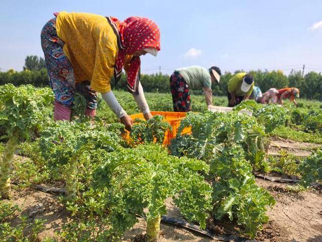 人民日报大众日报共同关注:当“羽衣甘蓝风”吹到田间地头