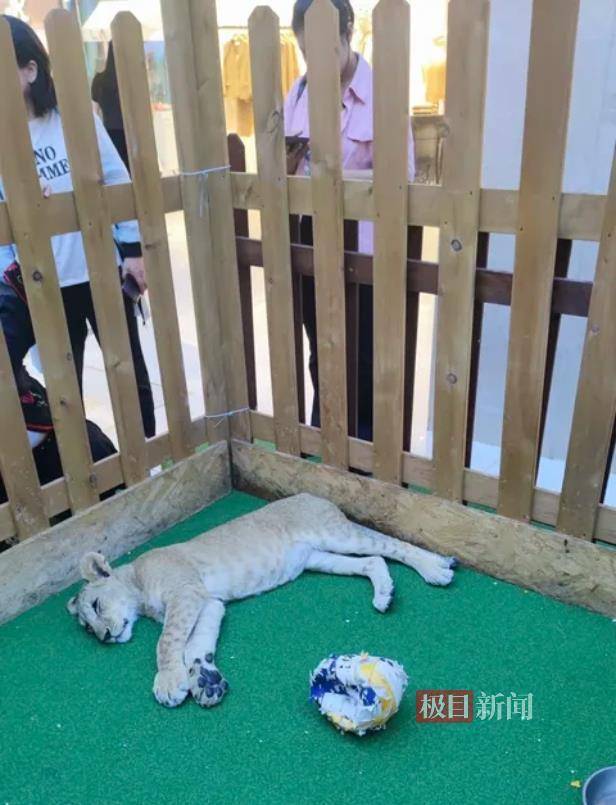 西安一商场用狮子“引流”遭质疑,小狮子、小马和羊驼已撤走