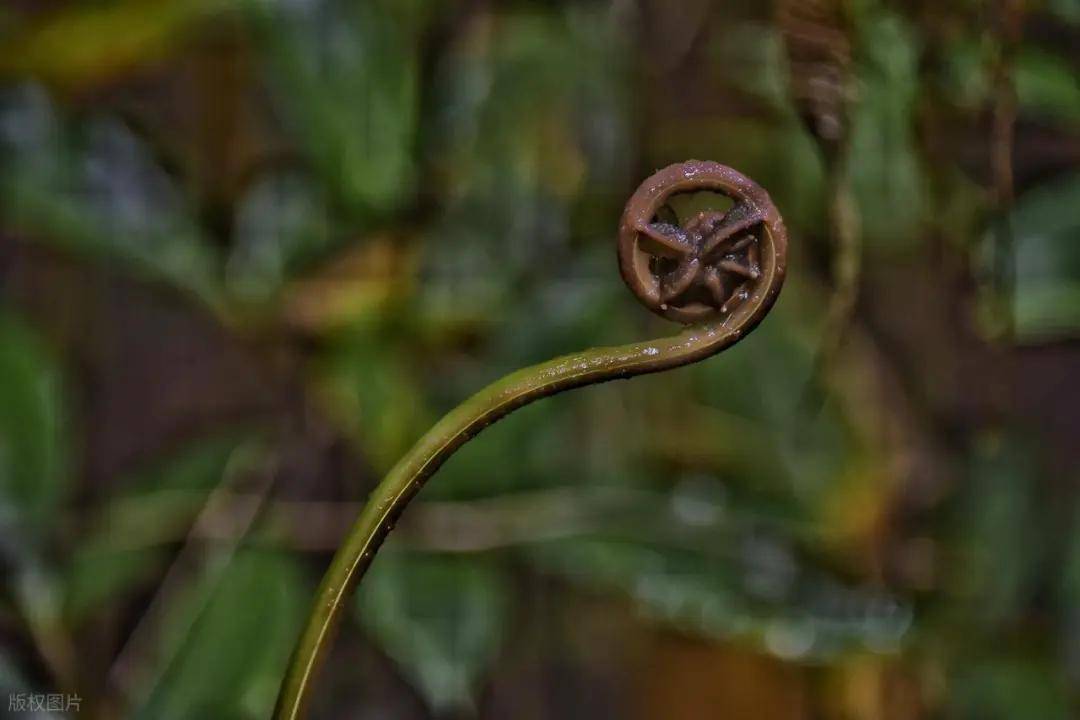 警惕香椿炒鸡蛋的潜在风险 详解香椿对人体的危害及食用禁忌